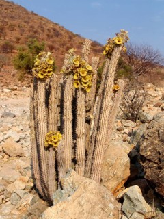 Hoodia gordonii