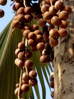 True Fan Palm