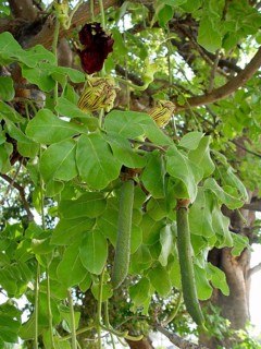 Liver sausage tree