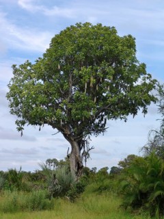 Liver sausage tree