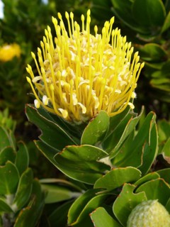 Pincushion bush