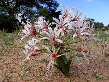 Vlei Lily