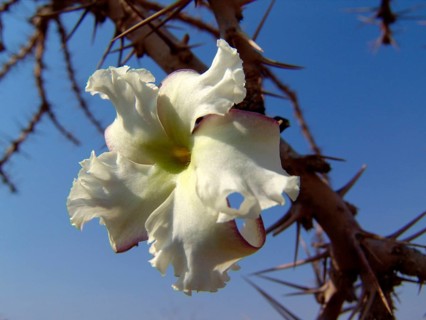 Bottle tree