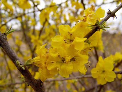 Yellow short thorn