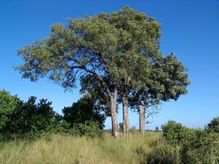 Marula tree