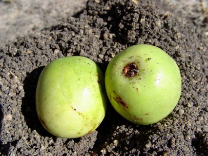 Marula tree