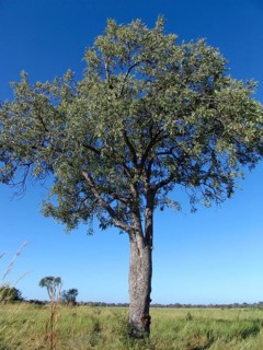 Marula tree