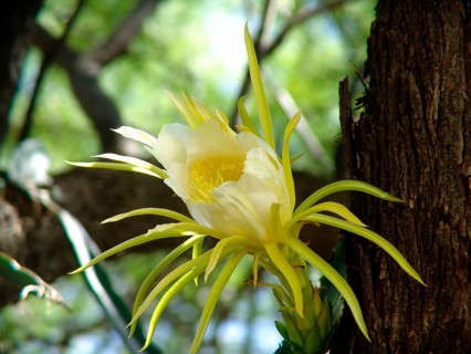 Queen of the night