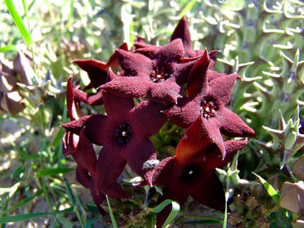 Carrion flower