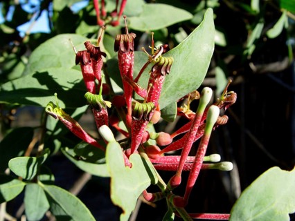 Match plant