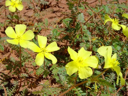 Tribulus terrestrial