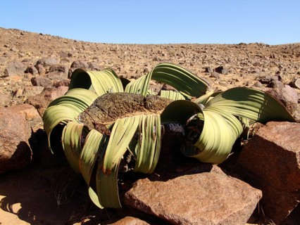 Welwitschia