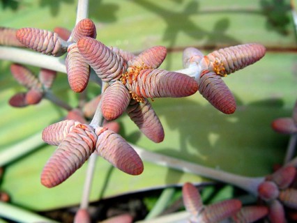 Welwitschia