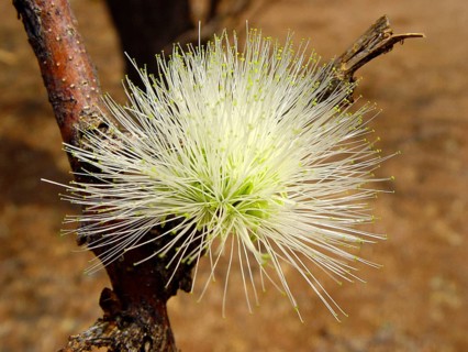 Worm Bark Tree