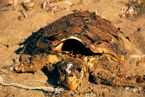Dead loggerhead turtle