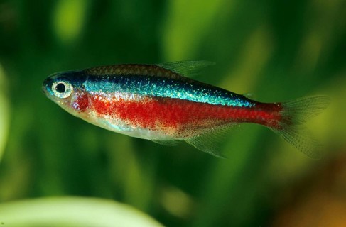 Cardinal tetra