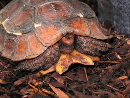 Stutz articulated turtle