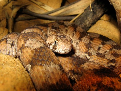 West African sand rattle viper
