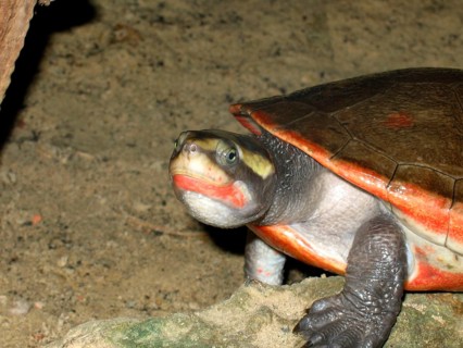 Red-bellied pointed-head turtle
