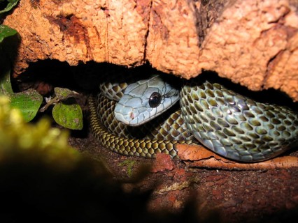 Japanese island snake