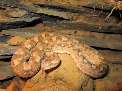 Arabian sand rattle viper