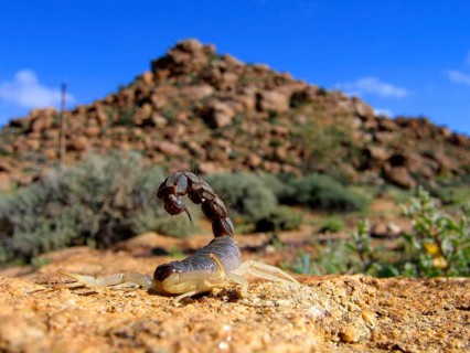 Thick-tailed scorpion