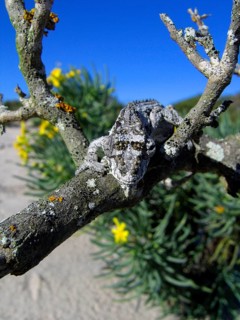 Namaqua dwarf chameleon