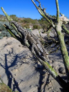 Namaqua dwarf chameleon