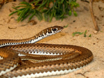 Namib Sand Snake