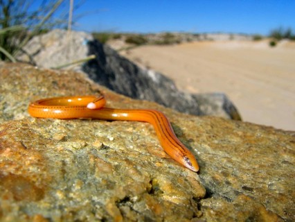 Striped Legless Skink