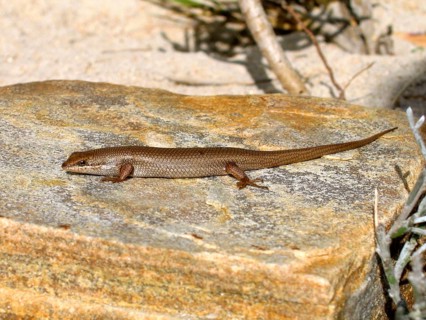 Varied-breasted skink