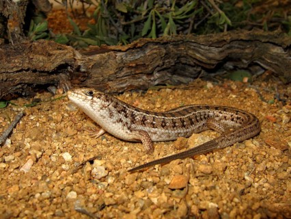 Cape Skink