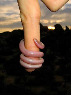 Worm snake