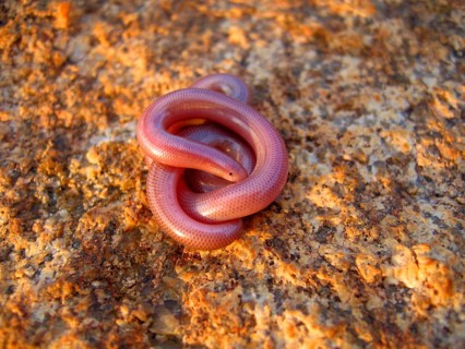 Worm snake