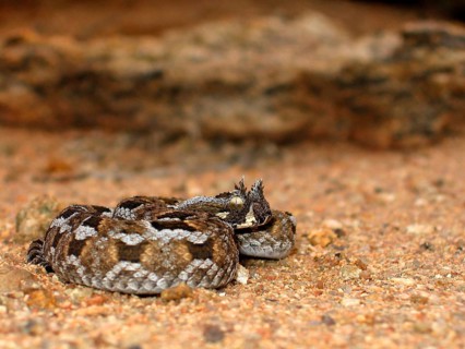 Tufted-browed viper