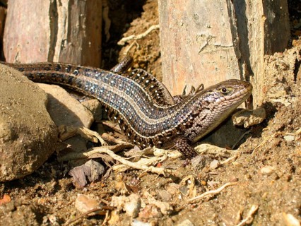Cape Skink