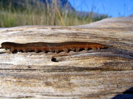 Stubby-footed
