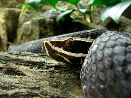 Mexican moccasin viper