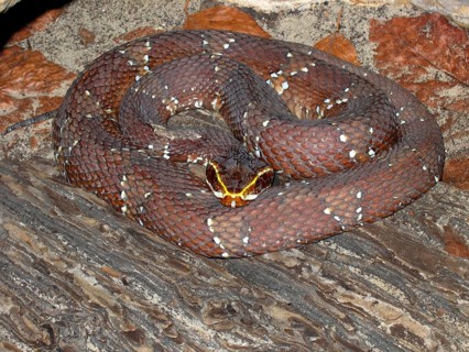 Mexican moccasin viper