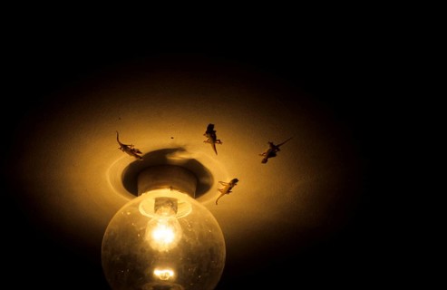Geckos on the lamp