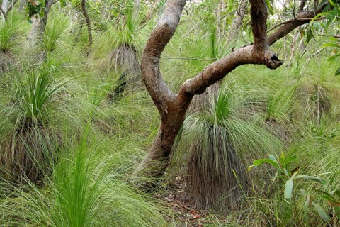 Grass tree forest