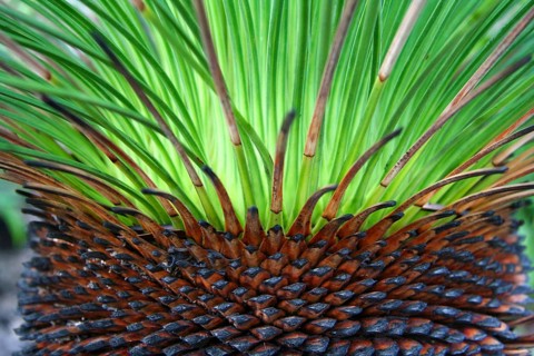 Grass tree structure