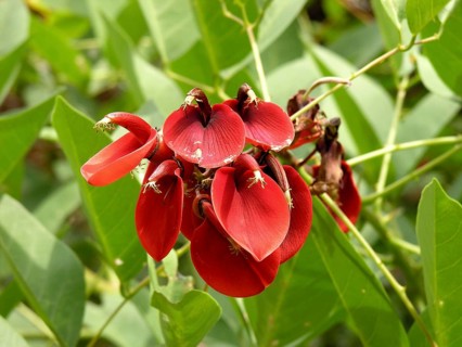 Coral bush