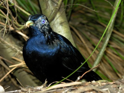 Silk Bowerbird
