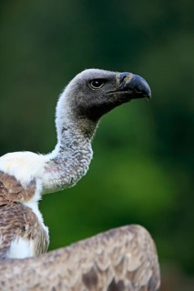 Griffon vulture