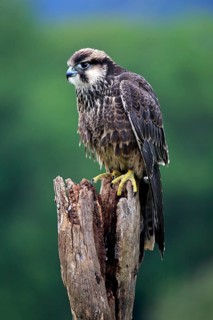 Lanner falcon