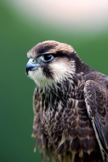Lanner falcon