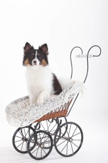 Mixed breed dog