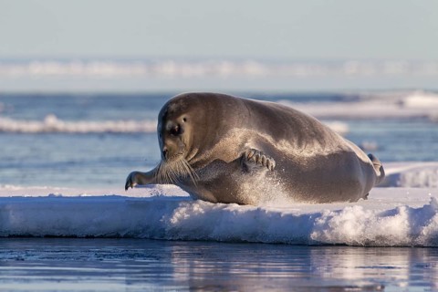 Bearded seal