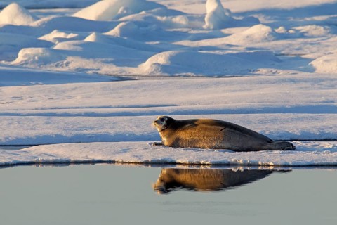 Bearded seal